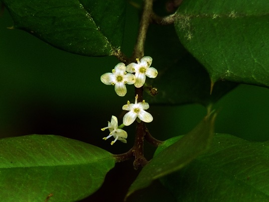 {Ilex opaca}